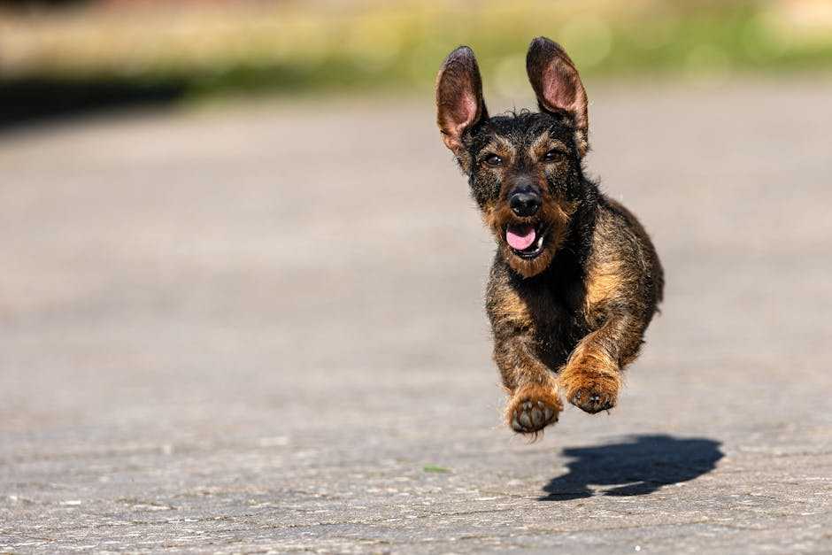 active pets in small spaces