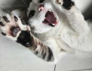 is feduspray home air freshener spray the best for your home