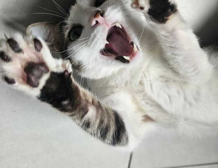 is feduspray home air freshener spray the best for your home