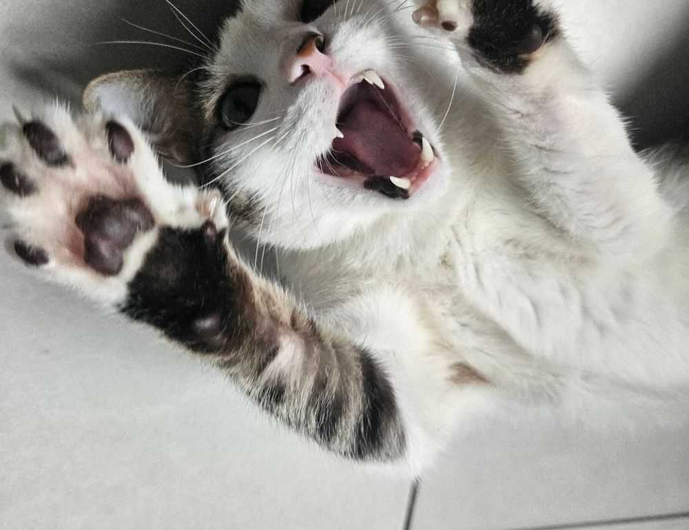 is feduspray home air freshener spray the best for your home