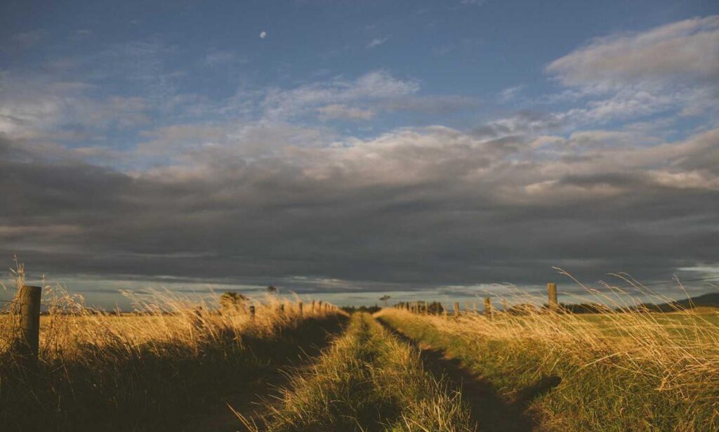 is lescohid herbicide the best for grass