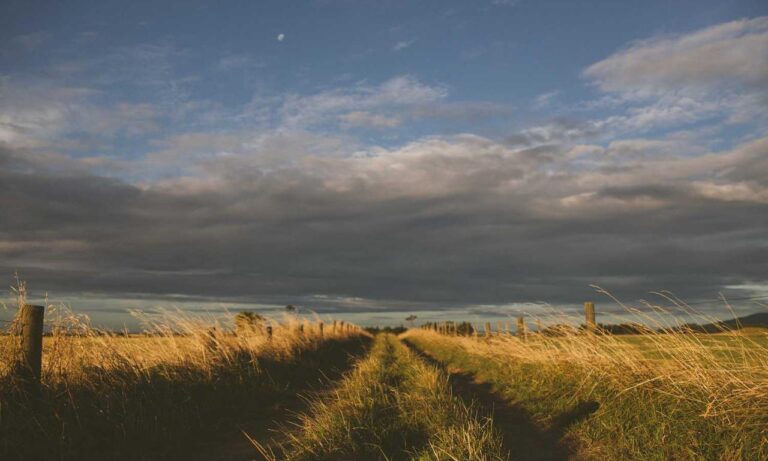 is lescohid herbicide the best for grass