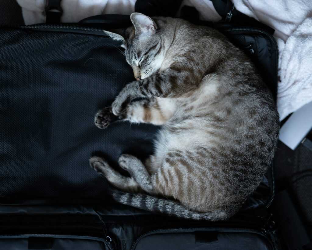 pet travel packing checklist