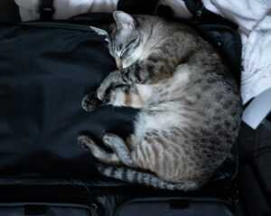 pet travel packing checklist