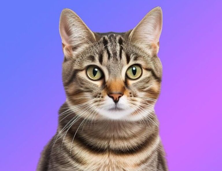 what is ocvibum wealth management ltd