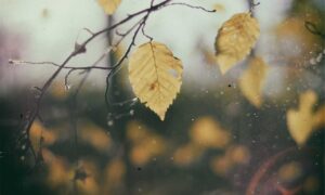 why immorpos35.3 software implementations fail