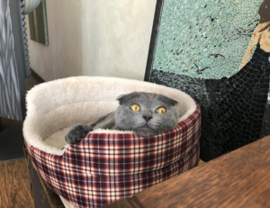 andreea bostanica inaltime