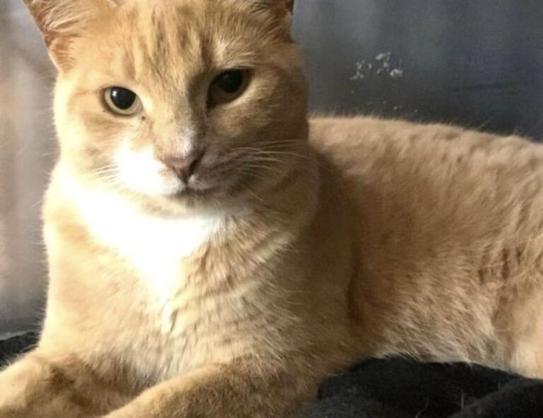 cuanto falta para el 19 de agosto