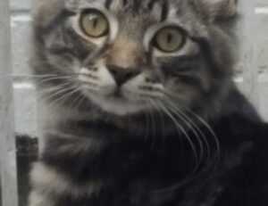 gastronomia tattoo de chef