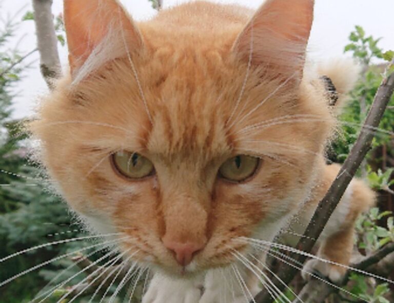 kuromi:_s_qsoenxpk= my melody