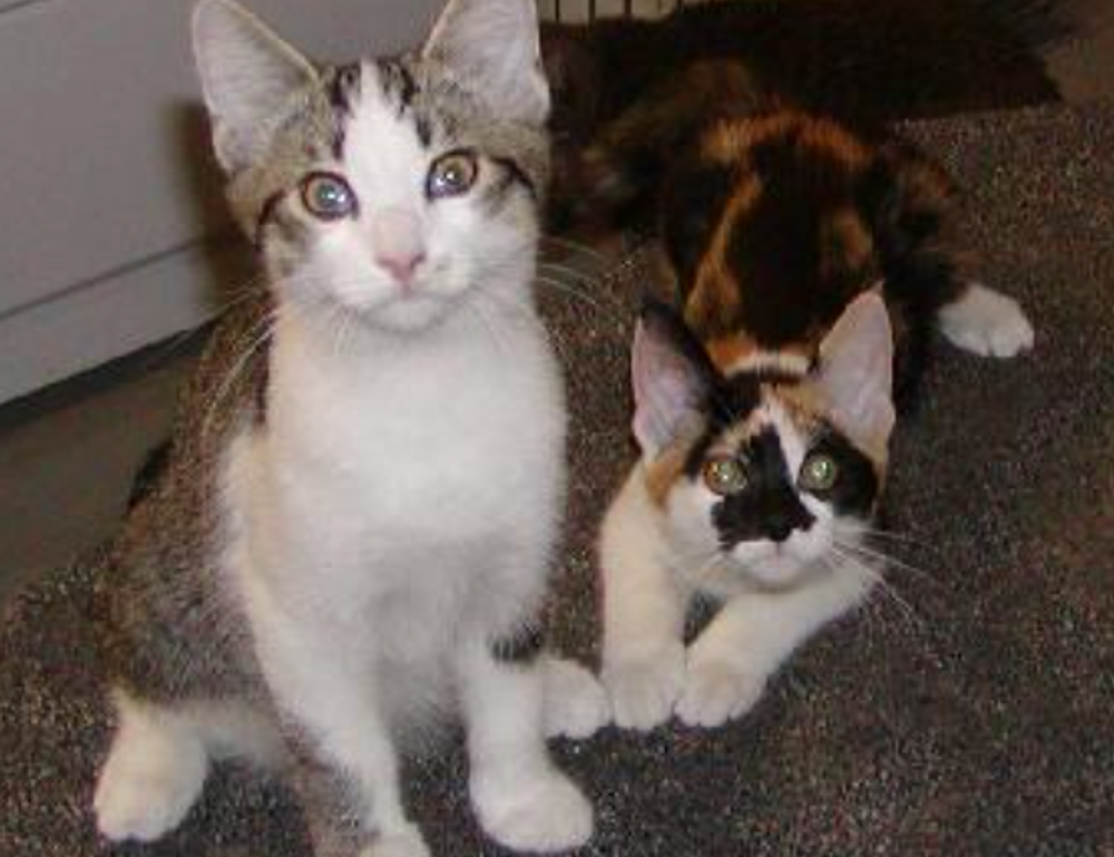 mormantul lui xxtenations