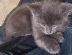 quinchos cerrados sencillos