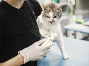 Is Feduspray Safe for Cat