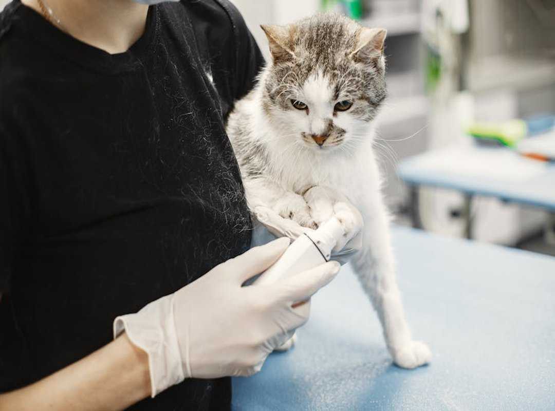 Is Feduspray Safe for Cat