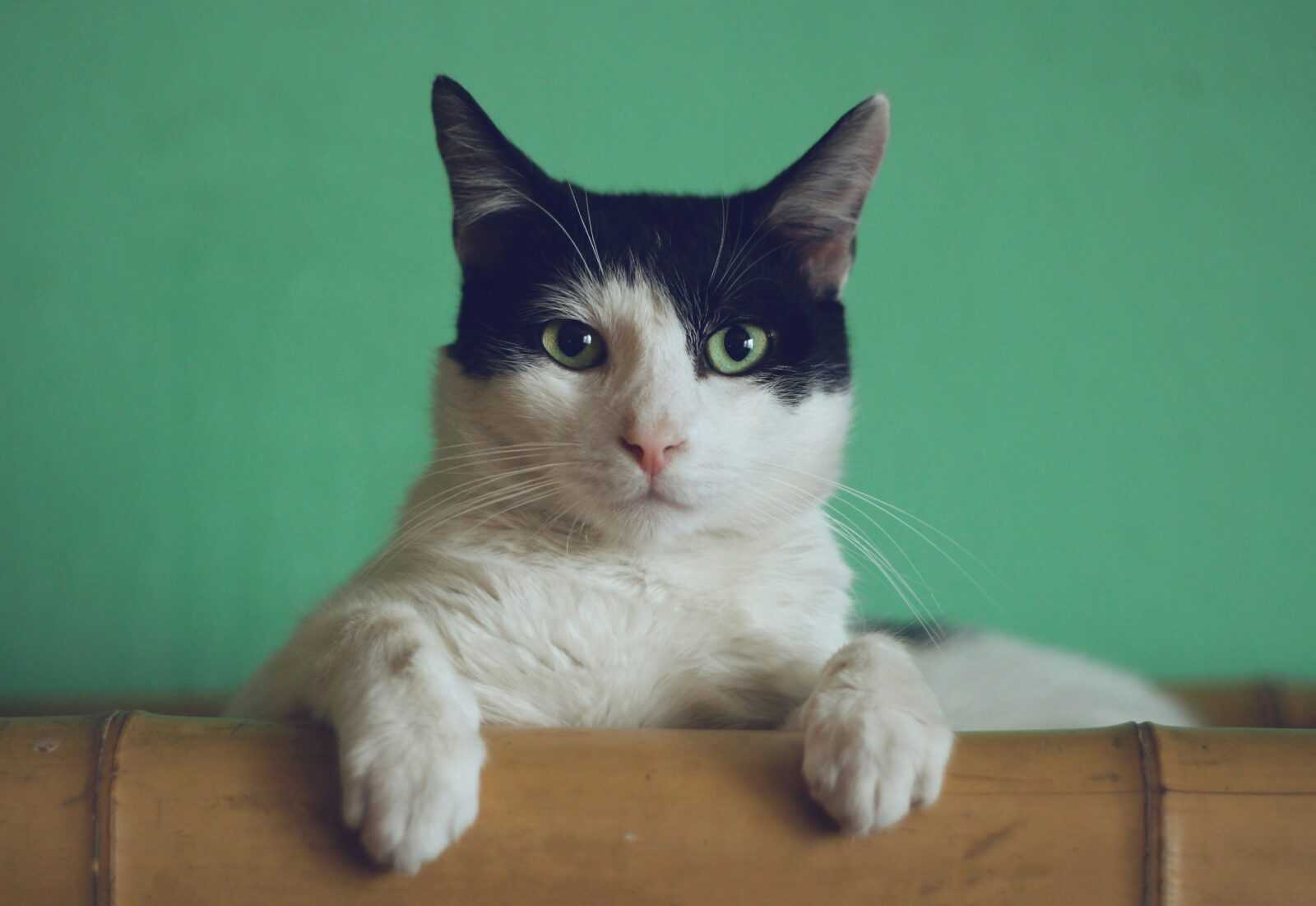 manja vitolic gKXKBY C Dk unsplash